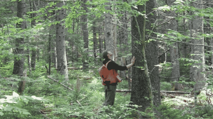 زراعة الغابات كندا