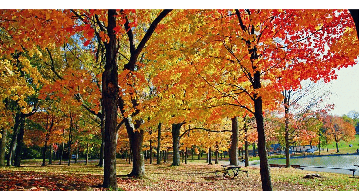 فصل الخريف الساحر في مونتريال هذا الأسبوع