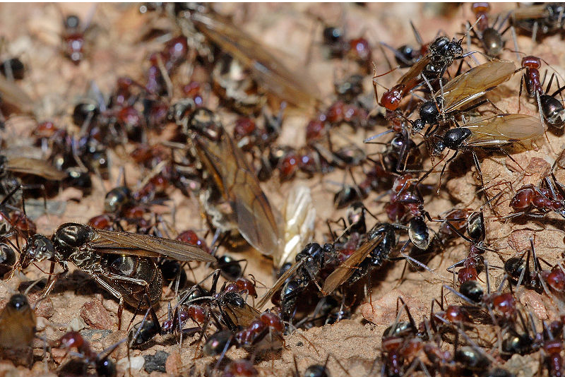 العثور على الملايين من النمل آكل لحوم البشر في مستودع نووي مهجور