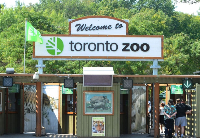 حديقة الحيوانات في تورونتو تخطط لإعادة الفتح بتطبيق تجربة القيادة
