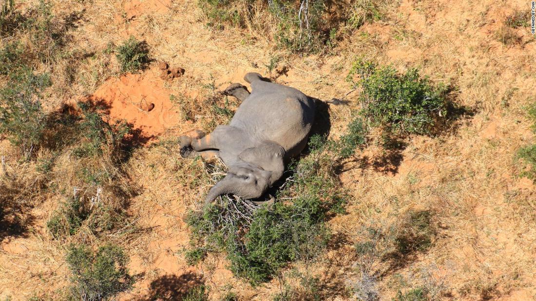 موت أكثر من 360 فيل في بوتسوانا لأسباب غامضة