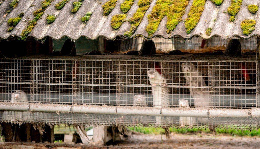 قرار بإعدام أكثر من مليون حيوان منك لاحتواء تفشي كورونا في المزارع الدنماركية