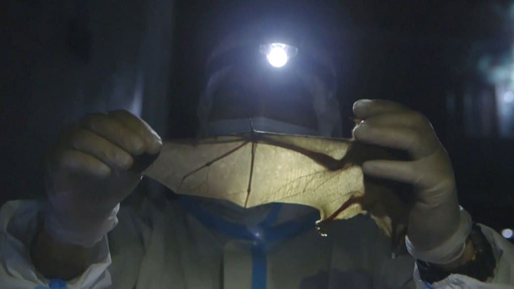 "صائدو الفيروسات"..علماء يصطادون الخفافيش لإنقاذ العالم من الوباء القادم