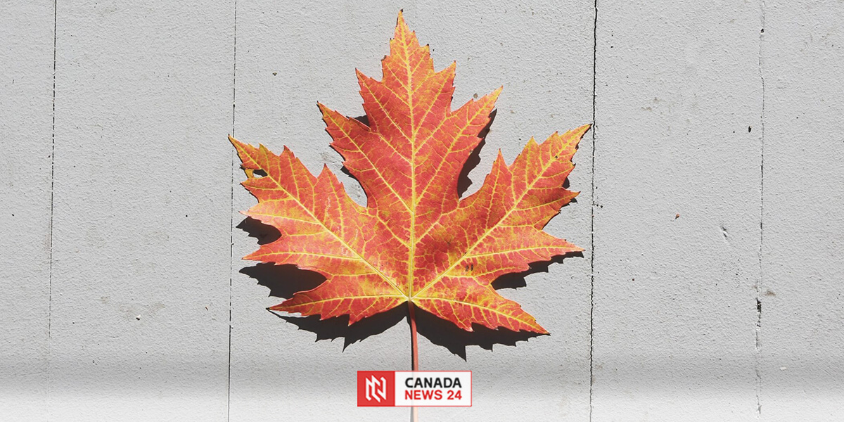 ورقة القيقب .. ولماذا اختارتها كندا رمزا لها؟