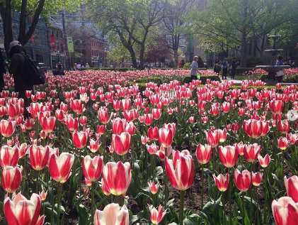 5 أماكن رائعة لرؤية أزهار التوليب الجميلة في تورنتو