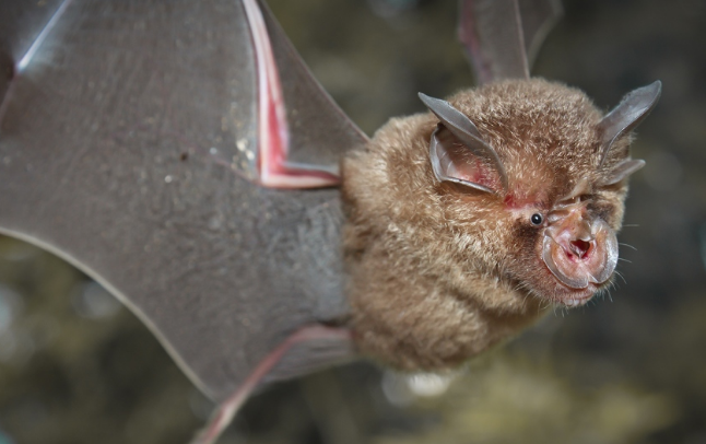 باحثون صينيون يعلنون عن عثورهم على أنواع جديدة من فيروسات كورونا في الخفافيش