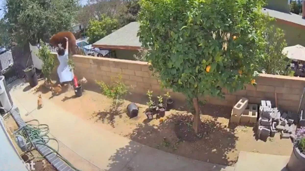 بالفيديو: امرأة تدفع دباً من فوق سياج منزلها لإنقاذ كلابها