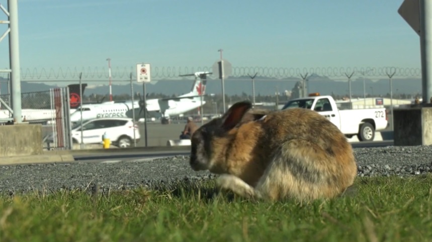 مطار فانكوفر يستأجر شخصا لإطلاق النار على الأرانب