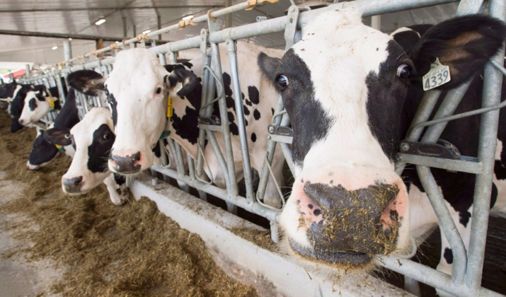 كندا ستشهد ارتفاعاً في أسعار منتجات الألبان بعد توصية اللجنة الكندية برفع سعر الحليب