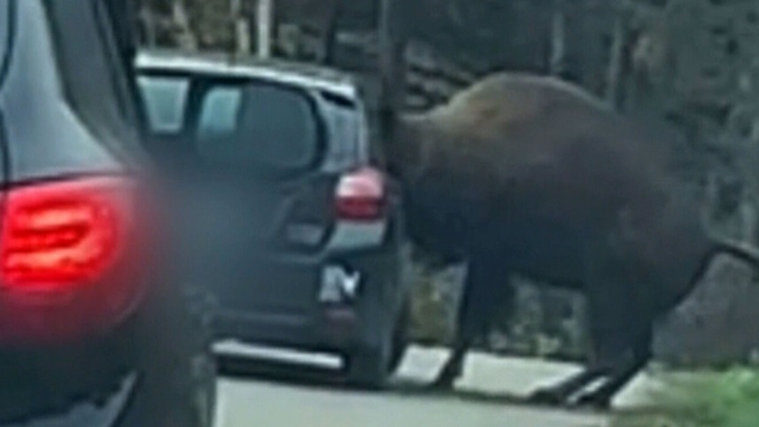رأس حيوان البيسون حوصرت داخل سيارة أحد السكان في كيبيك