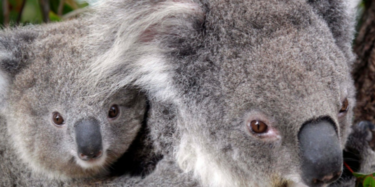 مذبحة الكوالا تثير تهماً عديدة بالقسوة على الحيوانات في أستراليا