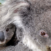 مذبحة الكوالا تثير تهماً عديدة بالقسوة على الحيوانات في أستراليا