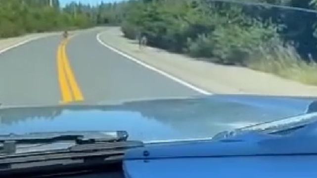انتشار مقطع فيديو لرجل يصدم بسيارته حيوان الموظ عمدا في كيبيك