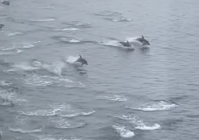 العشرات من الدلافين تسبح بجانب عبّارة في بريتش كولومبيا