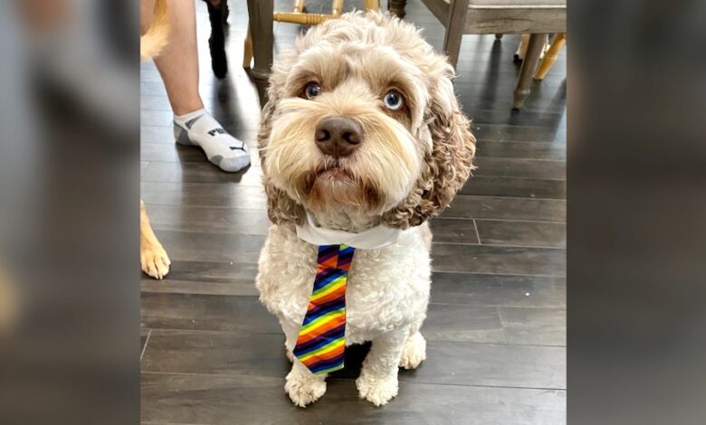 كلب ينجح في الحصول على وظيفة في مكتب بمدينة إدمونتون الكندية