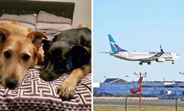 WestJet ترسل كلاب امرأة من ألبرتا إلى مدينة أخرى وتتركهم في الصناديق لمدة 20 ساعة