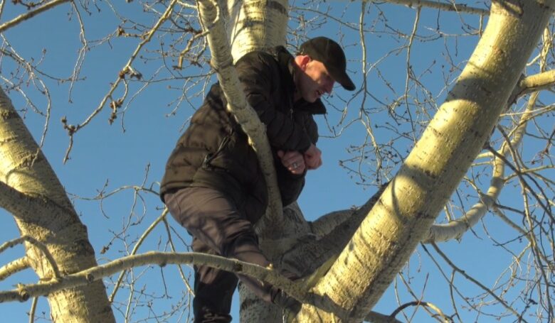 رجل ينجو من حيوان الموظ بتسلق شجرة في ألبرتا (فيديو)