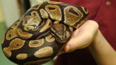 الصحة الكندية تحذر من تفشي السالمونيلا المرتبطة بالثعابين والقوارض في 8 مقاطعات