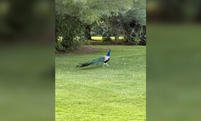 طاووس طليق يهرب من الشرطة في شرق أونتاريو