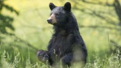 لتورطهم في تهريب أعضاء الدب الأسود... تغريم ثلاثة أشخاص بدفع 34,000 دولار في كندا