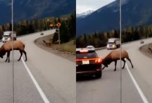حيوان أيل غاضب يصطدم بقرونه بسيارة سائح في كندا