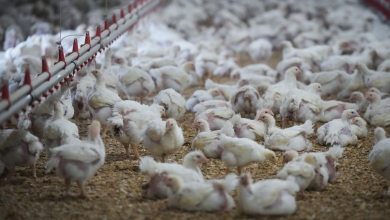 نفوق ما يقرب من 5 ملايين دجاجة بسبب أنفلونزا الطيور في بريتش كولومبيا