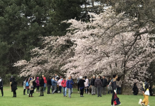 أزهار الكرز المذهلة تجذب حشودا ضخمة إلى حديقة High Park في تورنتو