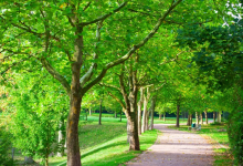 تورنتو تمنح سكانها أشجارا مجانية لزراعتها خارج المنزل