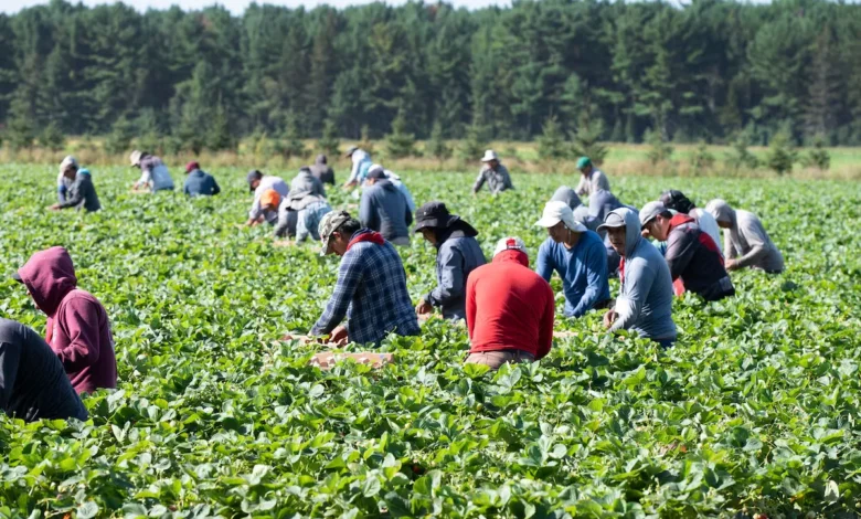 Mexican and Guatemalan workers pick strawberries at a farm in Pont-Rouge, Que